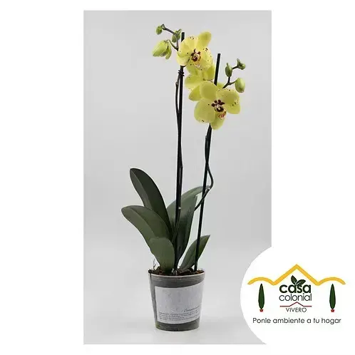 Orquídea Phalenopsys 2 espigas AMARILLA PUNTOS
