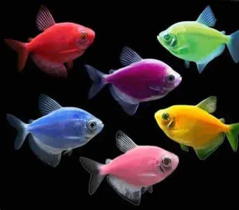 Tetra glow