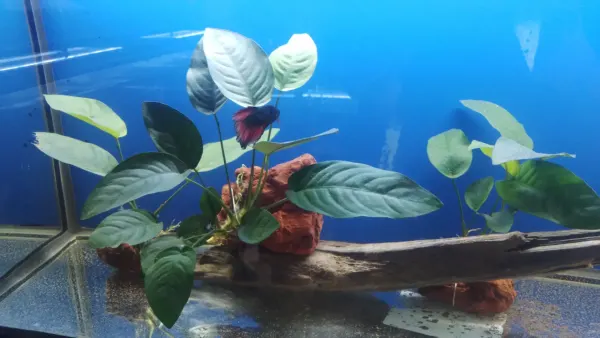 Anubias africana
