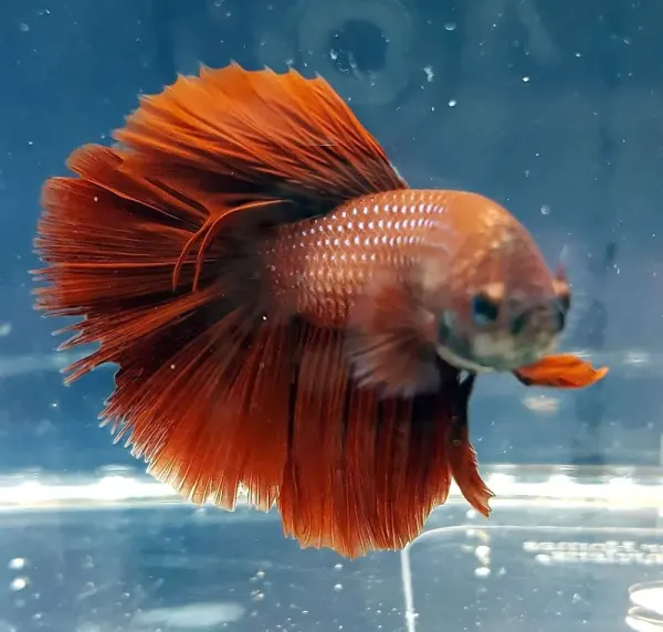 Bettas macho