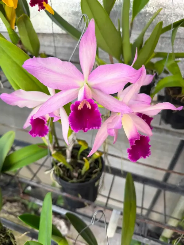Orquídea
