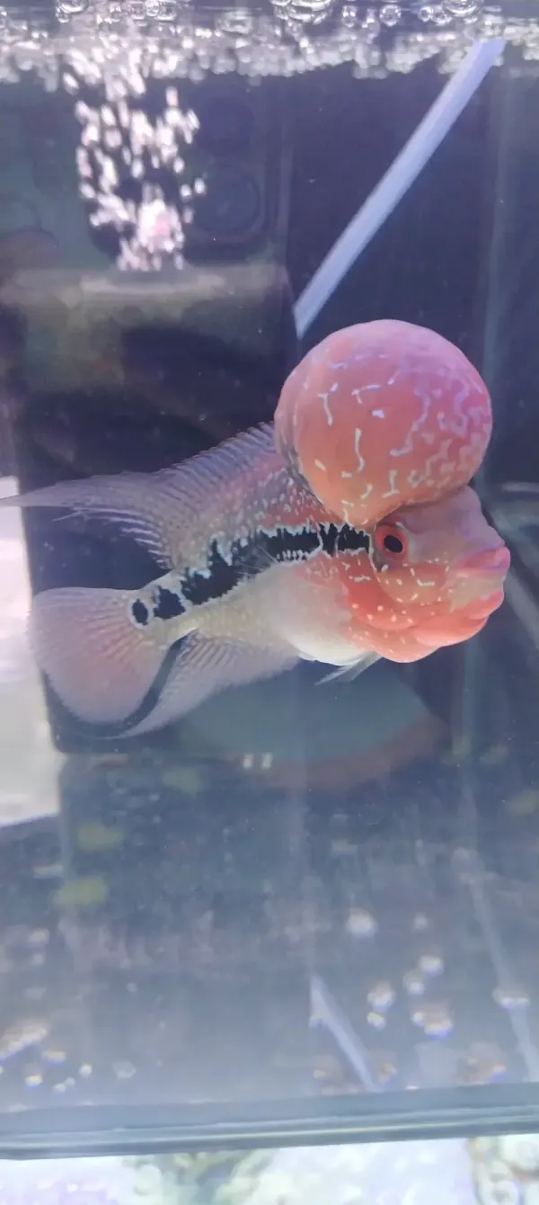 📍 FLOWERHORN SUPER RED DRAGON