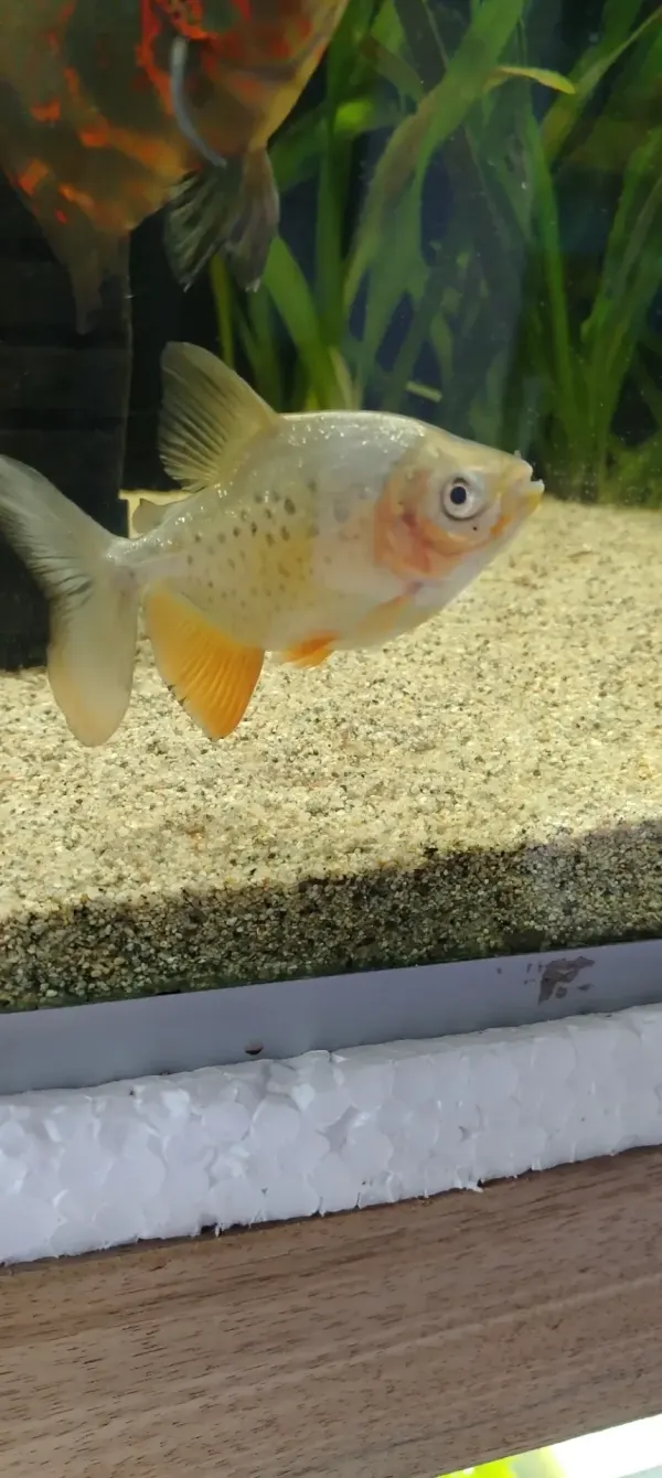 PACU