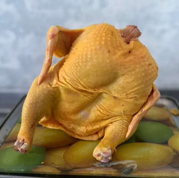 Pollo