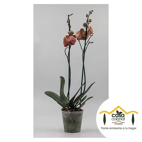 Orquídea Phalenopsys 2 espigas ROSA