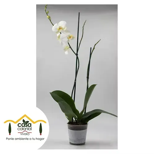 Orquídea Phalenopsys 2 espigas BLANCA