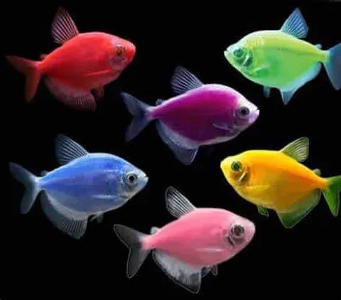 Tetra glow