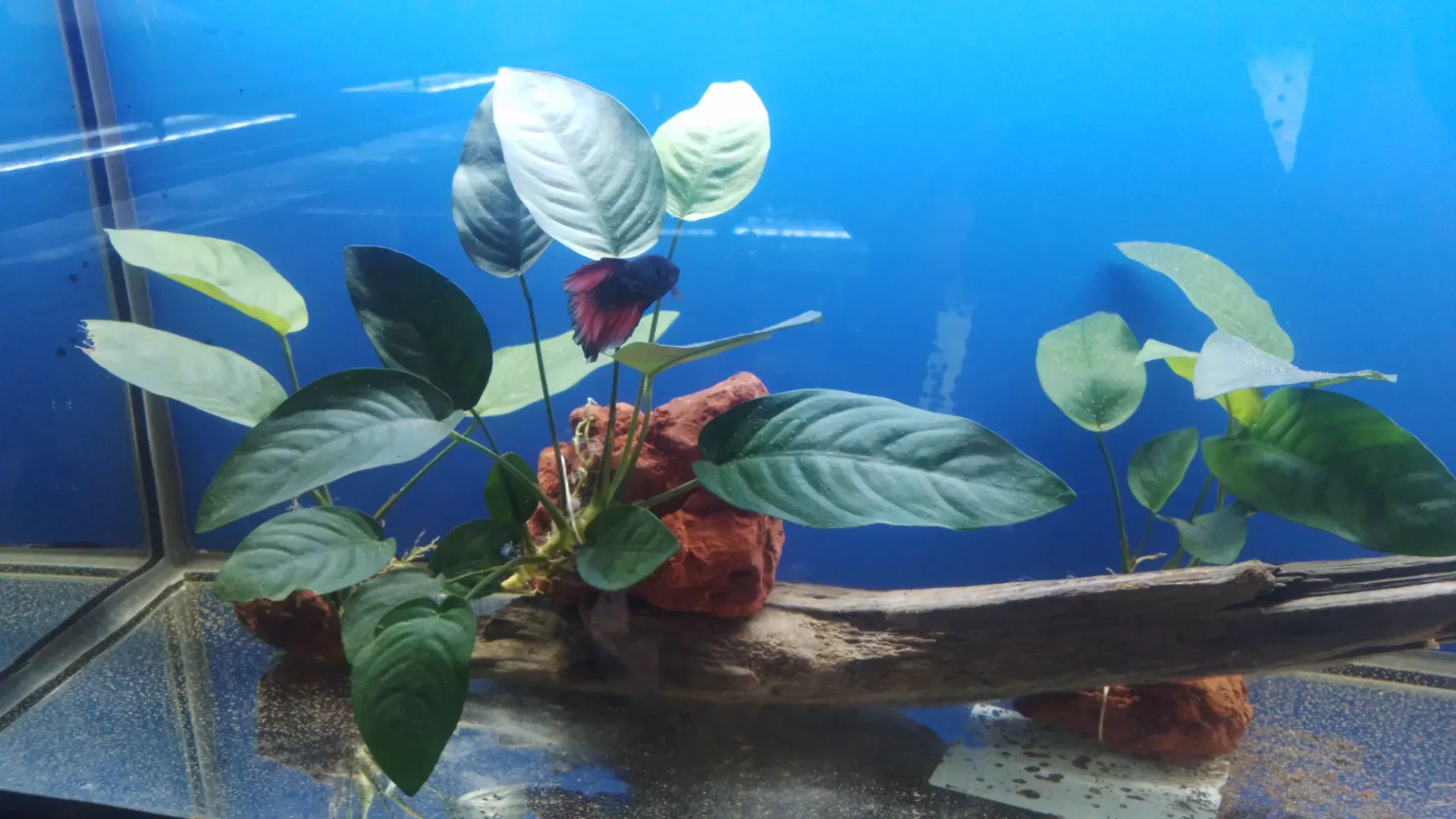 Anubias africana