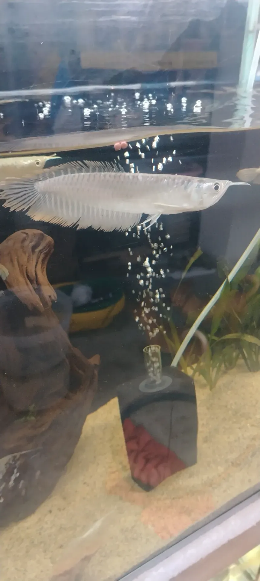 AROWANA SILVER